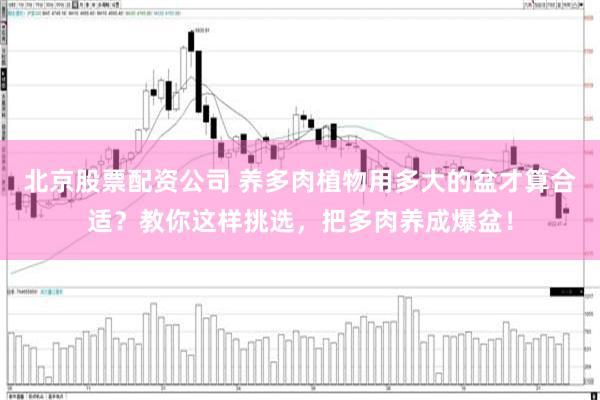 北京股票配资公司 养多肉植物用多大的盆才算合适？教你这样挑选，把多肉养成爆盆！