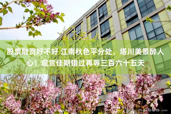 股票融资好不好 江南秋色平分处，塔川美景醉人心！观赏佳期错过再等三百六十五天